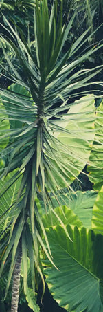 Tropical Jungle Wall Art