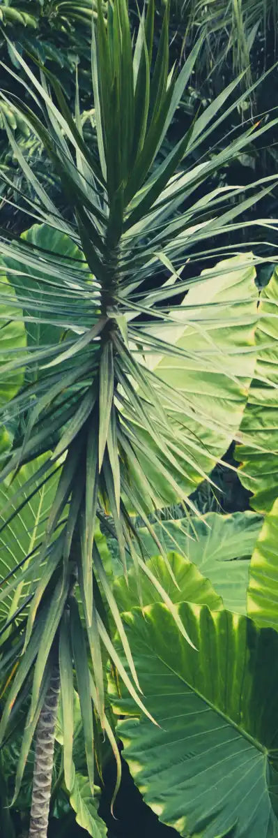 Tropical Jungle Wall Art