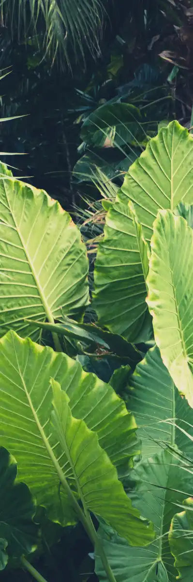 Tropical Jungle Wall Art