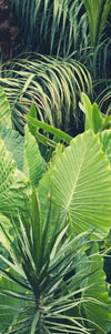 Tropical Jungle Wall Art
