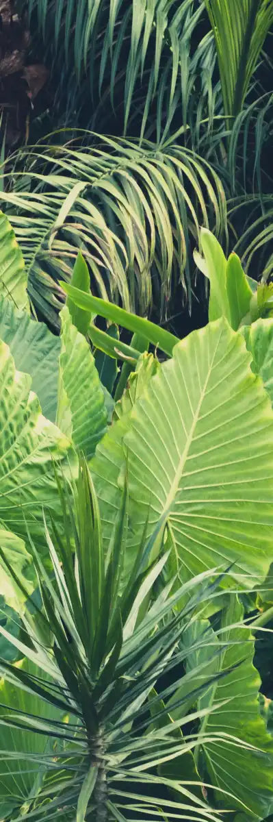 Tropical Jungle Wall Art
