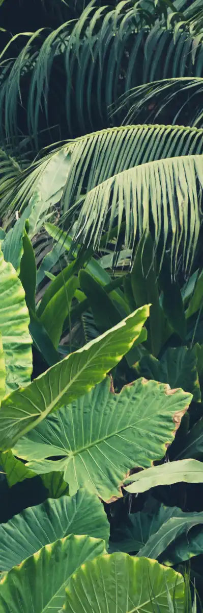 Tropical Jungle Wall Art
