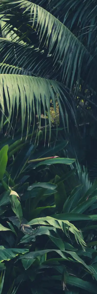Tropical Jungle Wall Art