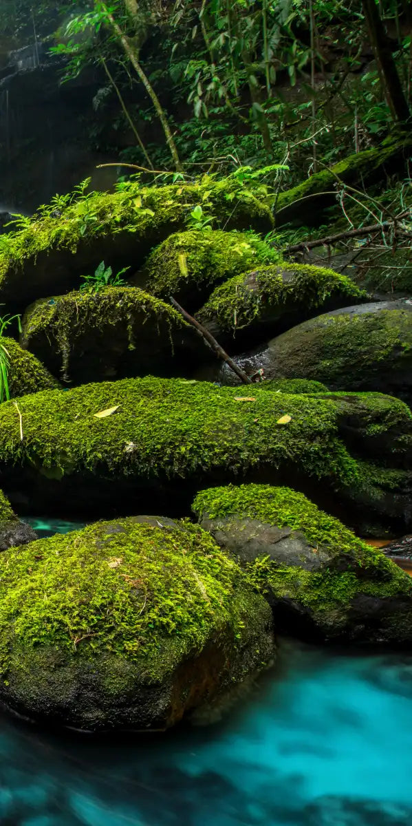 Tropical Waterfall Wall Art