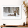 Snow Covered Elk Wall Art
