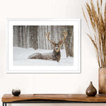 Snow Covered Elk Wall Art