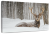 Snow Covered Elk Wall Art