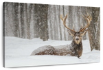 Snow Covered Elk Wall Art