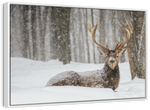 Snow Covered Elk Wall Art