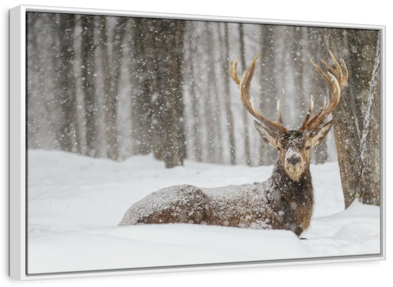 Snow Covered Elk Wall Art