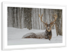Snow Covered Elk Wall Art