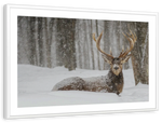 Snow Covered Elk Wall Art