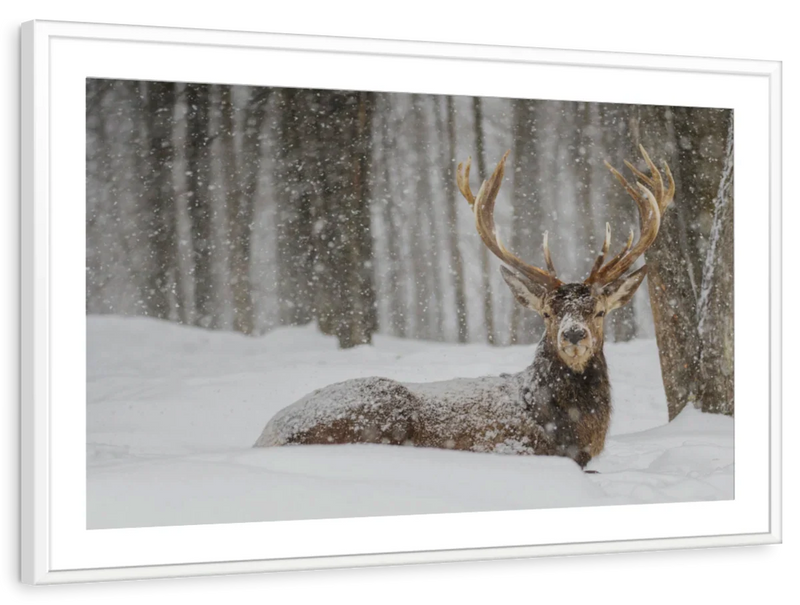 Snow Covered Elk Wall Art