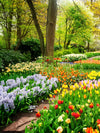 Tulips Flower Wall Art