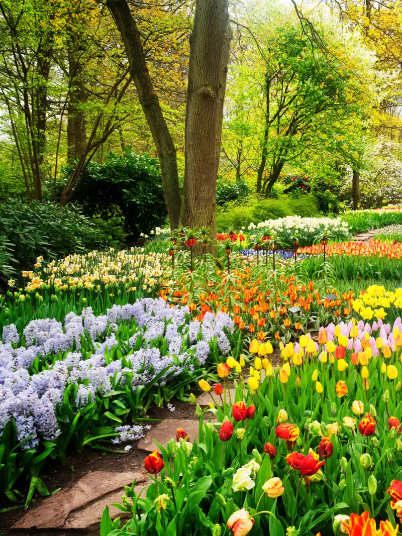 Tulips Flower Wall Art