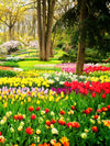 Tulips Flower Wall Art