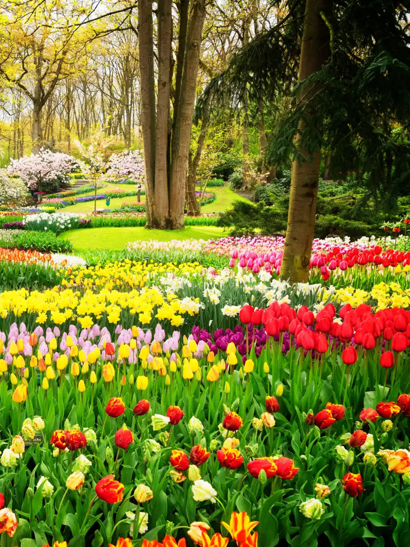 Tulips Flower Wall Art