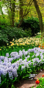 Tulips Flower Wall Art