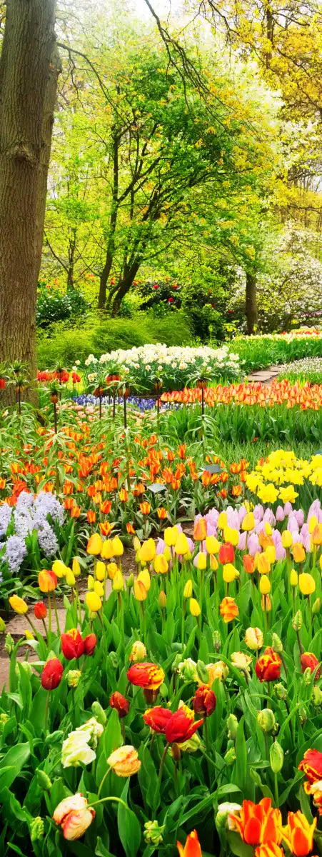 Tulips Flower Wall Art