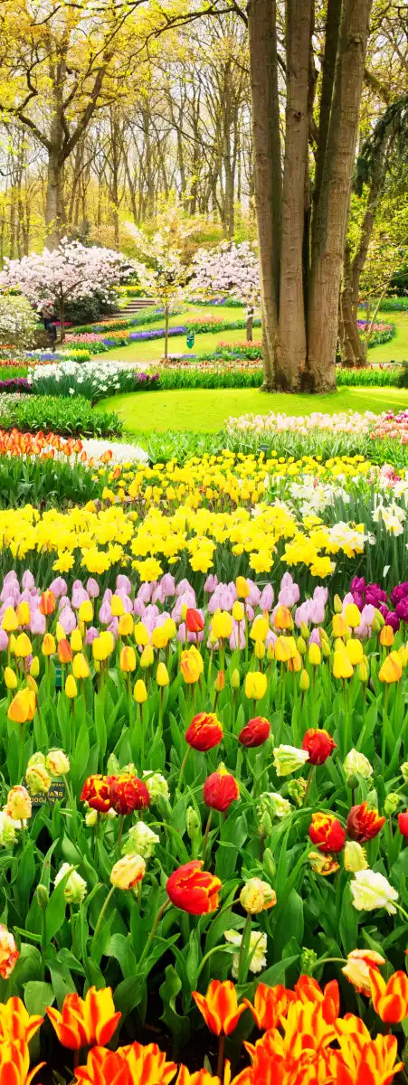 Tulips Flower Wall Art