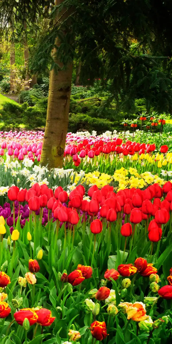 Tulips Flower Wall Art