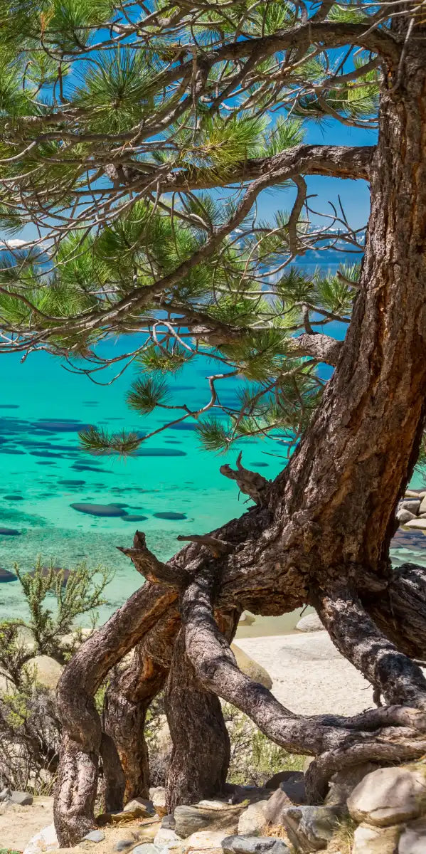 Turquoise Lake Tahoe Wall Art