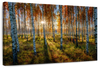 Swedish Birch Forest Wall Art