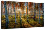 Swedish Birch Forest Wall Art