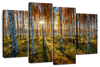 Swedish Birch Forest Wall Art