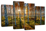 Swedish Birch Forest Wall Art