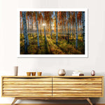 Swedish Birch Forest Wall Art