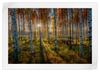 Swedish Birch Forest Wall Art