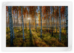 Swedish Birch Forest Wall Art