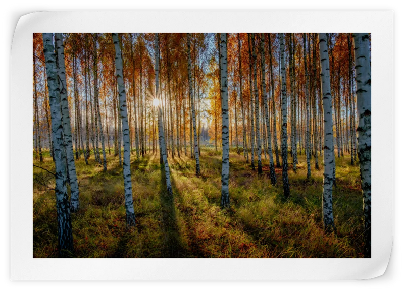 Swedish Birch Forest Wall Art