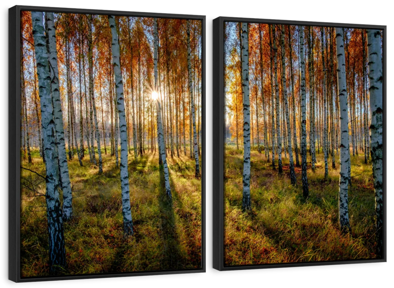 Swedish Birch Forest Wall Art
