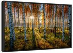 Swedish Birch Forest Wall Art