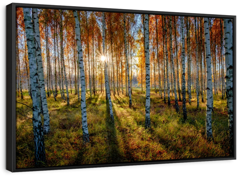 Swedish Birch Forest Wall Art