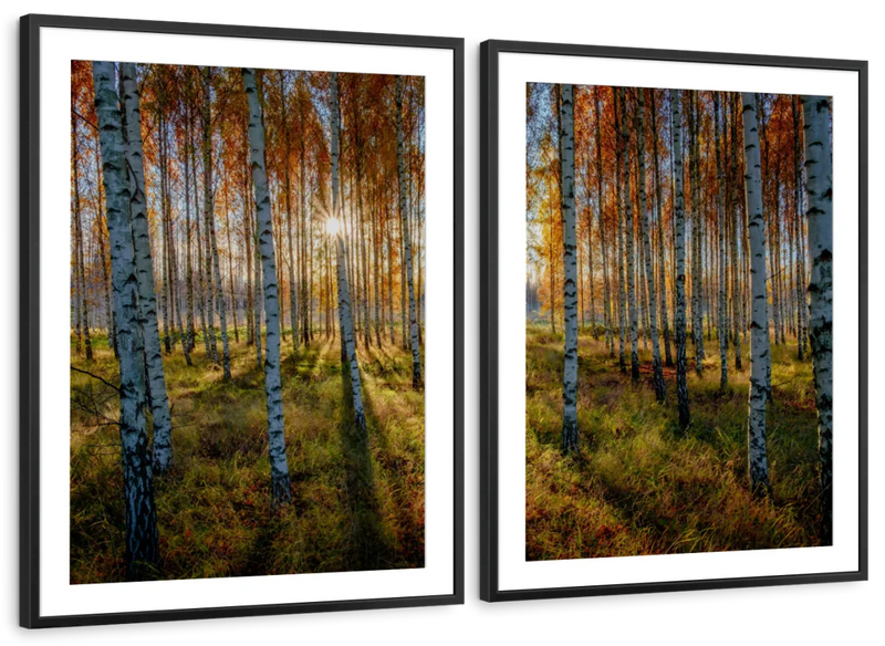 Swedish Birch Forest Wall Art