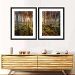 Swedish Birch Forest Wall Art