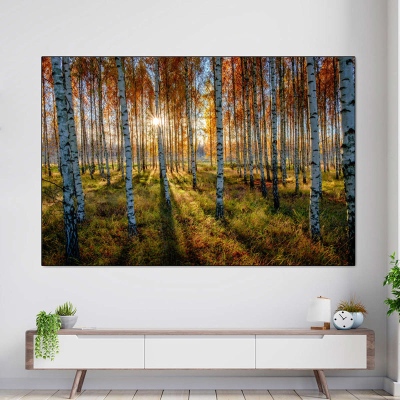 Swedish Birch Forest Wall Art