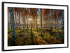 Swedish Birch Forest Wall Art