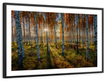 Swedish Birch Forest Wall Art
