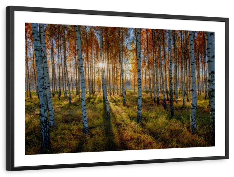 Swedish Birch Forest Wall Art