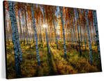 Swedish Birch Forest Wall Art