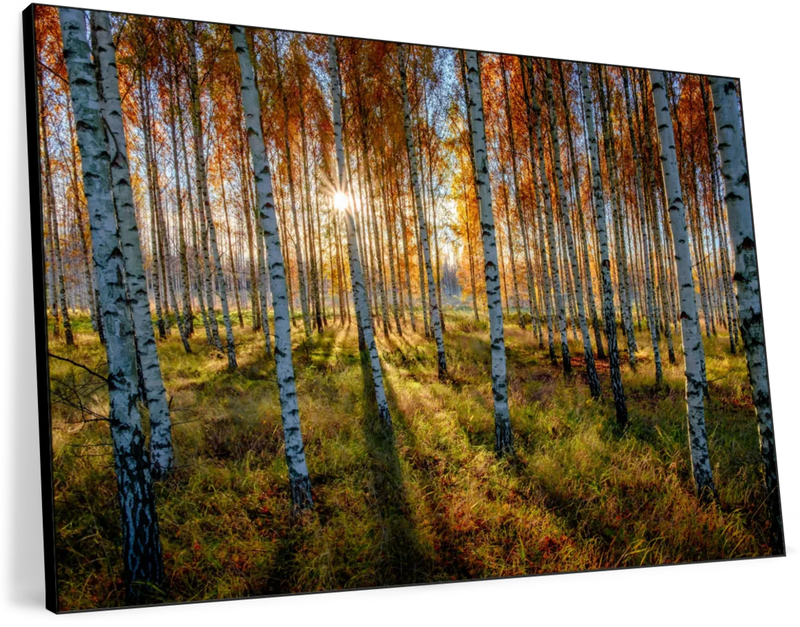 Swedish Birch Forest Wall Art