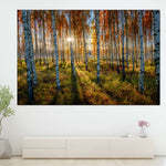 Swedish Birch Forest Wall Art