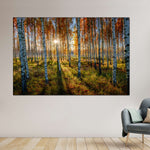 Swedish Birch Forest Wall Art