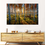 Swedish Birch Forest Wall Art