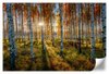 Swedish Birch Forest Wall Art