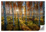 Swedish Birch Forest Wall Art
